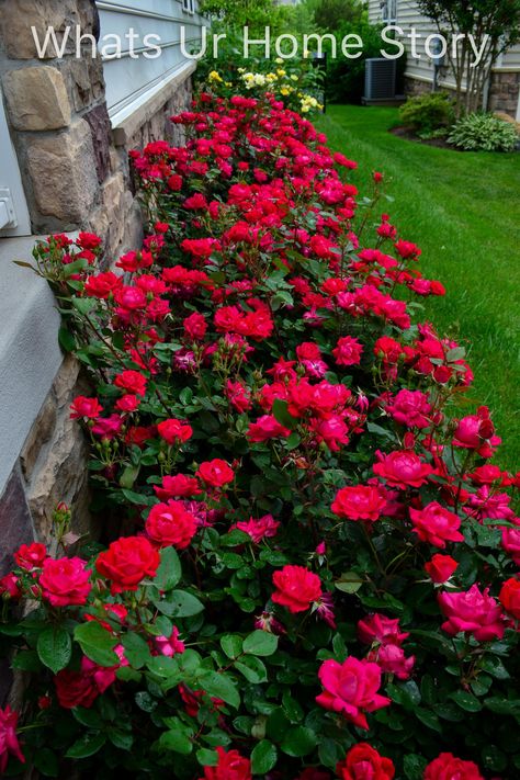 Spring Garden 2018   A Perennial Haven - double knock out rose Double Knockout Roses, Rose Hedge, Easy Perennials, Knockout Roses, Rose Garden Design, Raised Flower Beds, Front Patio, Rose Trees, Casa Exterior