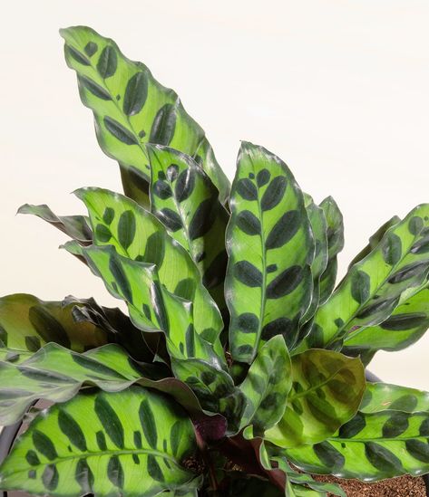 How to Care for a Calathea Rattlesnake Plant | easyplant Rattlesnake Plant Care, Watering Indoor Plants, Calathea Rattlesnake, Rattlesnake Plant, Rainforest Habitat, Calathea Plant, Self Watering Pots, Prayer Plant, Water Me