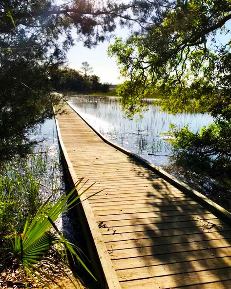 Edisto Island South Carolina, Foley Beach South Carolina, Edisto Beach Sc, Skidaway Island State Park, Beachy Wallpaper, Mustang Island State Park, Henderson Beach State Park, Charleston Travel Guide, South Carolina Lowcountry