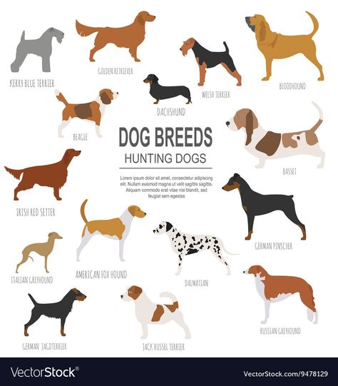 Italian Dog Breeds, Italian Dogs, Dog Infographic, Irish Red Setter, Types Of Dogs Breeds, Hunting Dogs Breeds, German Pinscher, Kerry Blue Terrier, Hunting Dog