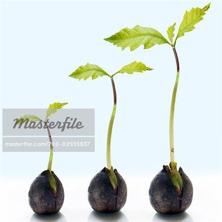 Three Sprouting Acorns in Various Stages of Growth                                                                                                                                                        – Image © Andrew Kolb / Masterfile.com: Creative Stock Photos, Vectors and Illustrations for Web, Mobile and Print Family Tree Wall Painting, Bur Oak Tree, Bonsai Tree Tattoos, Stages Of Growth, Oak Tree Wedding, Impact Report, Birch Tree Wedding, Tree Wallpaper Iphone, California Palm Trees