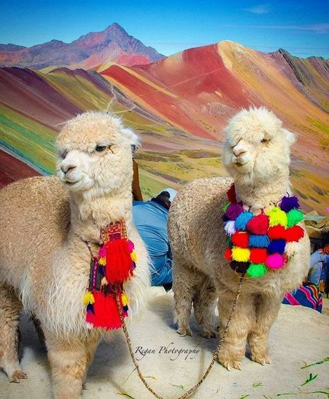 Machu Picchu & Huacachina Tour (@peru.destinations) posted on Instagram • Jun 23, 2020 at 8:10pm UTC Aesthetic Llama, Llama Aesthetic, Alpaca Wallpaper, Peru Llama, Peru Alpaca, Tattoo Nature, Hawaii Wall Art, Amazing Animal Pictures, Rainbow Mountain