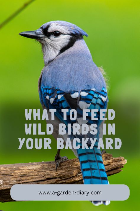 Want to know what to feed wild birds in your backyard to keep them coming back? Create a bird-friendly haven with the right foods! Offer a variety of seeds like sunflower, nyjer, and millet to attract finches, cardinals, and sparrows. Add suet for woodpeckers and high-energy treats. Fruit pieces and mealworms entice bluebirds and robins. Learn how to balance their diet with safe, nutritious options that ensure they thrive and sing their songs all year round in your backyard sanctuary. Backyard Birds Watching, Backyard Birds Sanctuary, High Energy Foods, Suet Cakes, Backyard Sanctuary, National Wildlife Federation, Garden Diary, Woodpeckers, Feeding Station