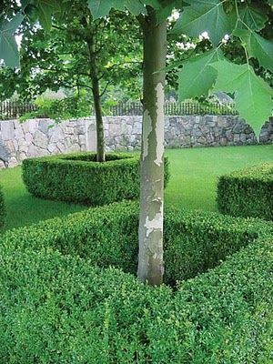 Boxwoods as an individual tree border Boxwood Landscaping, London Plane Tree, Landscaping Around Trees, Boxwood Garden, English Garden Design, Areas Verdes, Longwood Gardens, Garden Shrubs, Formal Gardens