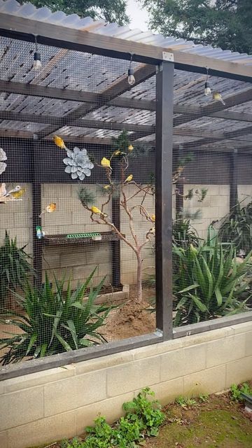 Birds Aviary Ideas, Outside Bird Aviary Ideas, Aviary Ideas Indoor, Outdoor Aviary Ideas, Chicken Aviary, Bird Aviary Ideas Outdoor, Aviary Ideas Outdoor, Outdoor Bird Aviary, Finch Aviary