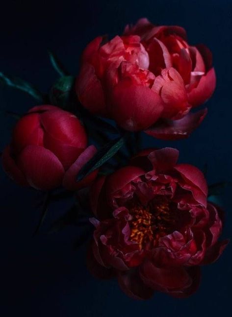 Peony Photo, Foto Transfer, Peony Wallpaper, Still Life Photos, Dark Flowers, Floral Photography, Floral Photo, Dark Floral, Life Photo