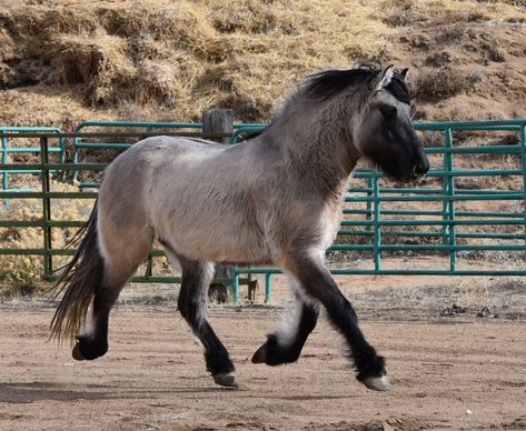 Dartmoor Pony, Minecraft Horse, Highland Pony, Annie Oakley, Horse Fly, Interesting Animals, Horse Coloring, Pretty Horses, Horse Breeds