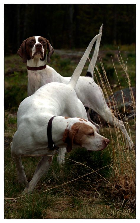 The Elhews! | New Hampshire Kennels