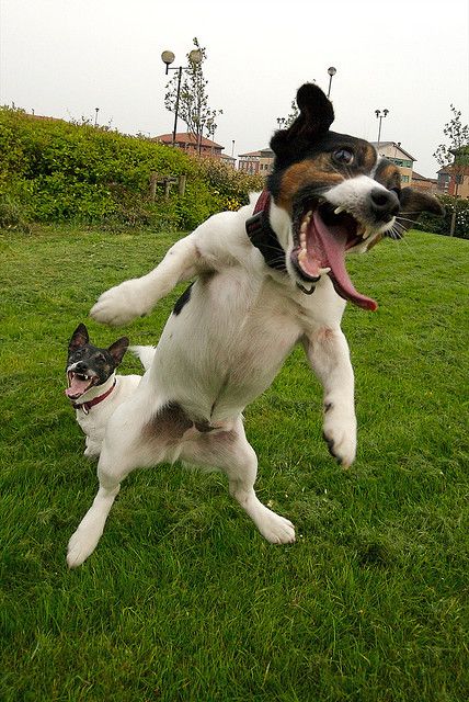 Yeeeaaaaagh! Jack Russell Madness. Jumping Jacks. aka Crazy Jacks. Jack Russell Terriers, Flying Dog, Jack Russell Dogs, Jack Russells, Jack Russel, Funny Dog Pictures, Jack Russell Terrier, Happy Animals, Dog Photography