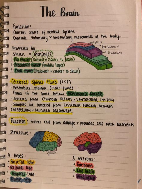 Brain Parts And Functions Psychology, Parts Of The Brain And Its Function, Anatomy Of Brain Notes, Brain Anatomy And Function Notes, Brain Notes Anatomy, Biology Brain Notes, Brain Study Notes, Human Brain Notes, Neurosurgeon Aesthetic Notes