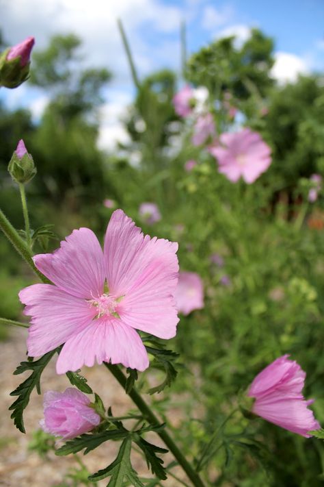 How to Grow Marshmallow Plants (Althaea officinalis) Marshmallow Herb, Marshmallow Plant, Wild Crafting, Mallow Plant, Medicinal Wild Plants, Front Yard Flowers, Marshmallow Flowers, Althaea Officinalis, Front Yard Plants