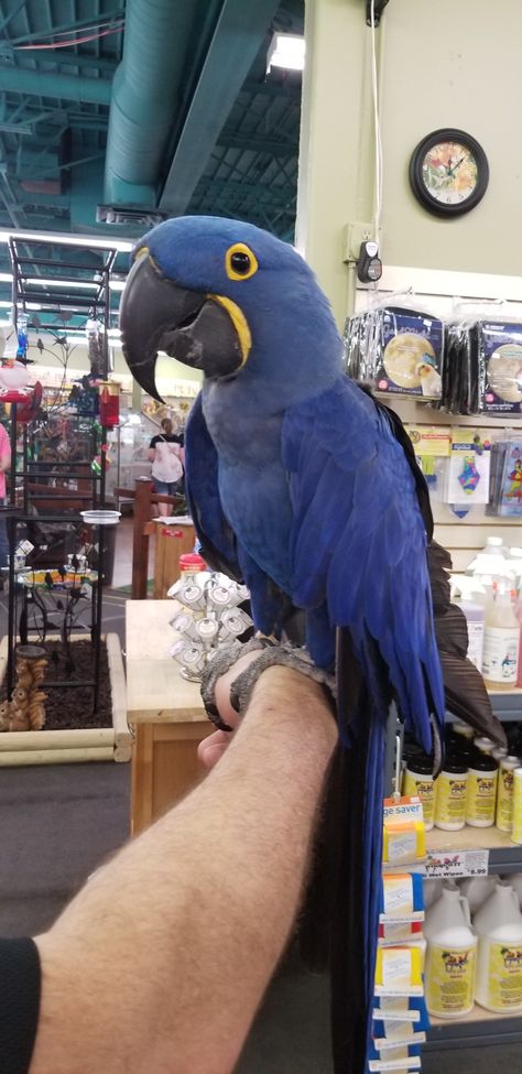 Beautiful Hyacinth Macaw with its owner at Varitees bird store in Missouri Pet Macaw, Bird Enclosure, Hyacinth Macaw Pets, Blue Macaw Aesthetic, Orange Winged Amazon Parrot, Blue And Yellow Macaw, Hyacinth Macaw, Blue Gold Macaw, Macaw Parrot