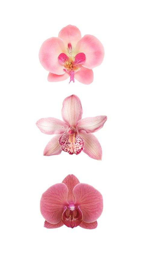 Wallpaper Aesthetic Light, Wallpaper Aesthetic Purple, Summer Wallpaper Aesthetic, Orchid Wallpaper, L Wallpaper, Aesthetic Purple, Aesthetic Light, Nothing But Flowers, Pink Orchids