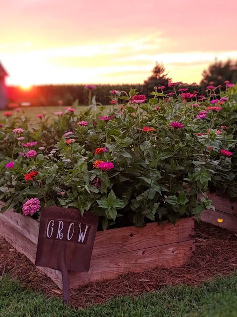 Bricks 'n Blooms Weekly 14 - Stacy Ling Make Raised Garden Beds, Making Raised Garden Beds, Cheap Raised Garden Beds, Diy Garden Bed, Raised Garden Beds Diy, Home Vegetable Garden, Garden Yard Ideas, No Money, Hobby Farms