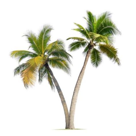 Tropical Png Icons, Tropical App Icons, Summer Png Aesthetic, Tropical Icons, Tropical Png, Editing Pack, Palm Tree Icon, Gfx Resources, Palm Tree Png