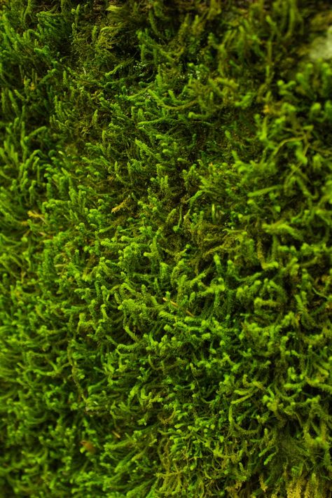 Green Leafed Plant Shinrin Yoku, Moss Plant, Green Photo, Photos Hd, Close Up Photos, Hd Images, Free Stock Photos, Stock Images Free, Screen Printing