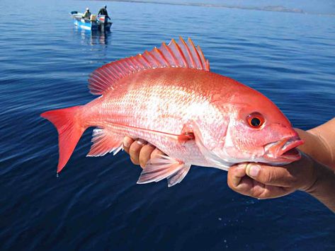 Snapper Snapper Fish, Islamorada Florida, Seafood Market, Red Snapper, Fishing Charters, Beach Fishing, Red Fish, Gulf Of Mexico, Florida Keys