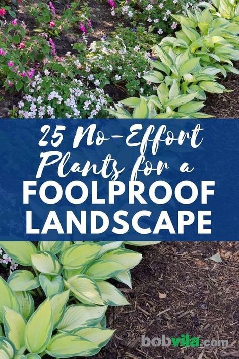 Front Walk Up Landscaping, Full Sun Landscape Ideas, Easy Front Of House Landscape Ideas, Landscaping Border, Low Maintenance Landscaping Front Yard, Landscaping Around House, Low Maintenance Shrubs, Front Yard Landscaping Florida, Florida Landscaping