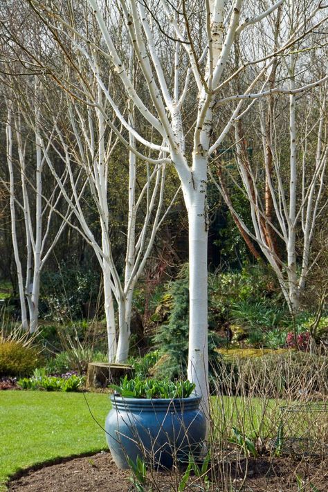 West Himalayan Birch (Betula utilis Jacquemontii) Himalayan Birch Tree, Himalayan Birch Tree Garden, Betula Utilis Jacquemontii, Betula Jacquemontii, Birch Trees Garden, Betula Utilis, Countryside Homes, Magnolia Garden, Birch Trees Landscaping