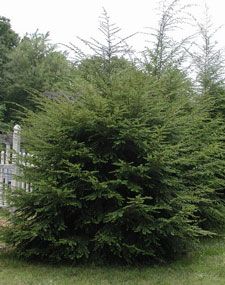 How to Grow: Canadian Hemlock Hemlock Tree, Eastern Hemlock, Canadian Hemlock Trees, Winter King Hawthorn Tree, Western Hemlock Tree, Cercis Canadensis, Canadian Hemlock, Missouri Botanical Garden, Specimen Trees