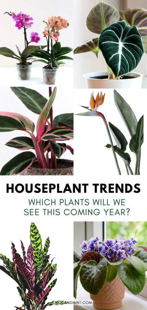 Looking to buy some new plants in the new year? Discover the biggest houseplant trends for 2023! These are a few of the houseplants that we'll be seeing a lot more of in the coming year. modandmint.com. Rare Houseplants 2023, Trendy Plants 2023, Plant Trends 2023, Indoor Plant Trends 2023, Trending Plants 2023, Trendy Plants Indoor, Large House Plants Indoor, Must Have Plants, Bee Hotels