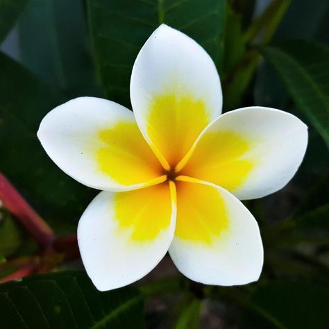 Plumeria Plant, White Plumeria, Plants For Sale, Yellow Flower, Potted Plants, Yellow White, Trees, Yellow, For Sale