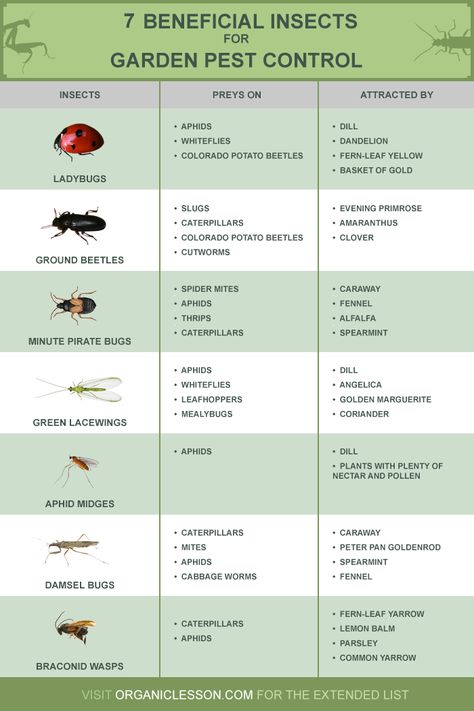 Lasting Garden Pest Control? Let the Insects Stay! - Infographic Aphid Control, Slugs In Garden, Organic Insecticide, Ant Control, Hydroponics Diy, Organic Pesticide, Garden Bugs, Hydroponic Growing, Attracting Beneficial Insects