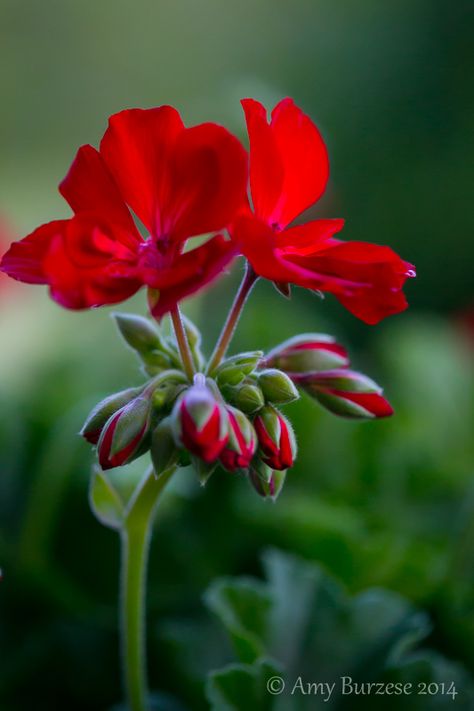 Rozanne Geranium, Geraniums Red, Rose Street, Geranium Flower, Red Geraniums, Love Garden, Beautiful Rose Flowers, Flower Phone Wallpaper, Arte Floral