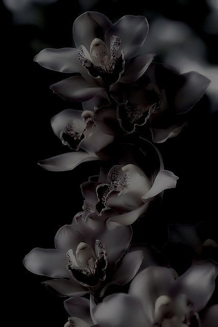 Gothic Garden, Midnight Garden, Black Iris, Dark Flowers, Black Orchid, Black Flowers, Fade To Black, Black Magic, Shades Of Black