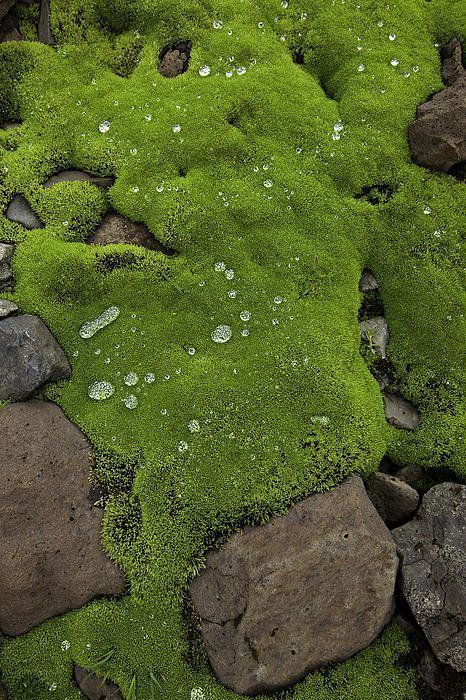 Mos Wand, Lichen Moss, Moss Garden, Rei Kawakubo, Code Black, Volcanic Rock, Water Droplets, Shade Garden, Green Aesthetic