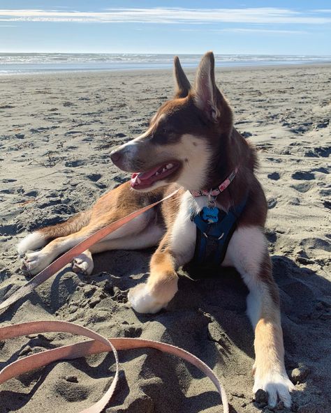 Meet Nova, 6 month old Husky/Australian Shepherd Mix. Australian Shepherd Husky, Husky Shepherd, Red Siberian Husky, Australian Shepherd Mix, Husky Mix, 6 Month Olds, Guard Dogs, Siberian Husky, Australian Shepherd