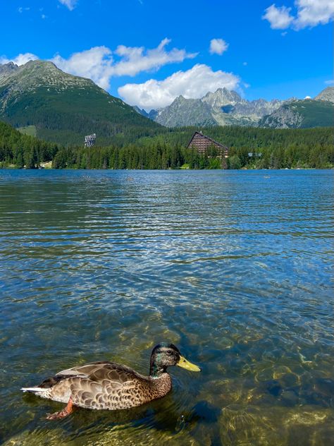 #nature #mountains #duck #aesthetic #1 #slovakia Slovakia Aesthetic, Slovakia Mountains, Duck Aesthetic, Athletic Wallpaper, Slovakia Travel, Bulgarian Culture, High Tatras, Lake Summer, Nature Mountains