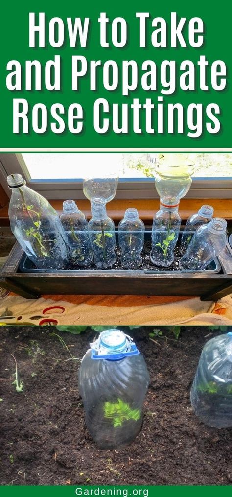 Propagating roses from cuttings is easy and fun. You can start with a few cuttings and grow it into a beautiful rose bush. How To Start A Rose Bush From A Stem, Starting Roses From Cuttings, Propagating Roses From Cuttings, Propogate Roses, Growing Roses From Cuttings, Rose Propagation, Planting Rose Bushes, Roses From Cuttings, Rose Bush Care