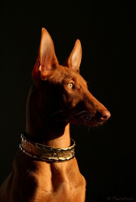 Pharaoh Hound Ibizan Hound, Pharaoh Hound, Divine Beauty, All Dogs, Old Dogs, Hound Dog, Dog Photography, Dog Photos, Beautiful Dogs