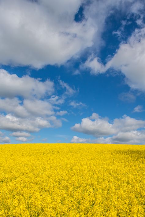 Yellow field | Susanne Nilsson | Flickr Iphone Quotes Wallpaper, Home And Lock Screen, Iphone Wallpaper Ideas, Sunflower Iphone Wallpaper, Yellow Field, Yellow Fields, Field Wallpaper, Wallpaper For Mobile, Best Nature Wallpapers