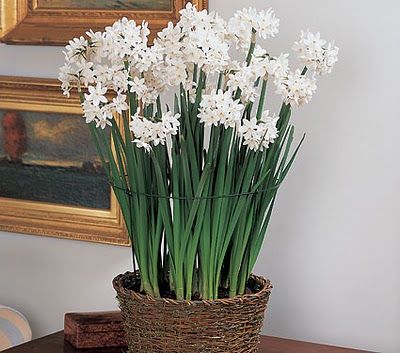 spring has sprung Indoor Office Plants, Growing Bulbs, White Flower Farm, Daffodil Bulbs, Cheap Flowers, Spring Flowering Bulbs, Elegant Centerpieces, Indoor Flowers, Fall Plants