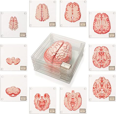 Amazon.com: Anatomic Brain Specimen Coasters (Set of 10) - Neuroscience Gifts Best Gifts for Medical Student Gifts Brain Decor Human Anatomy Gifts. Thinkgeek Coasters Think Geek Gifts 3D Brain Coasters : Home & Kitchen Anatomy Gifts, Color Optical Illusions, Brain Painting, Brain Models, Cool Coasters, The Human Brain, Medical Student Gift, Nerdy Gifts, Weird Gifts