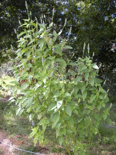 How tall does your chia grow? My organic chia plants grow as tall as an adult. Chia Seed Plant, Chia Plant, Growing Chia Seeds, Growing Grains, Seed Harvesting, Annual Garden, Gardening Herbs, Edible Gardening, Survival Gardening