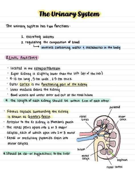 This is the second half of the abdominal ultrasound course notes bundle! Ultrasound Notes, Abdominal Ultrasound, Radiology Student, Urinary System, Nursing School Essential, Nursing School Motivation, Medical School Life, Basic Anatomy And Physiology, Nurse Study Notes