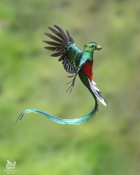 Resplendent Quetzal (Pharomachrus mocinno) in Costa Rica by Greivin Araya. Quetzal Tattoo, Resplendent Quetzal, Feather With Birds Tattoo, Celestial Art, Rare Birds, Nature Birds, Birds Tattoo, Bird Drawings, Small Birds