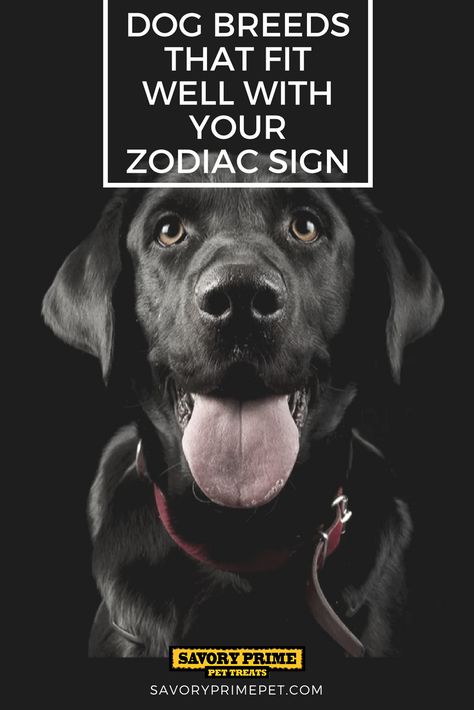 Dog Breeds That Fit Well With Your Zodiac Sign | Savory Prime Pet Treats Dog Training Tips, Dog Hacks, Best Dog Breeds, Dog Obedience, Pet Treats, Training Your Dog, Training Tips, Dog Walking, How To Better Yourself