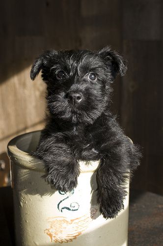 Nosara, Cairn Terriers, Mini Schnauzer, Scottish Terrier, Scottie Dog, Black Dog, Baby Dogs, Little Dogs, Animals Friends