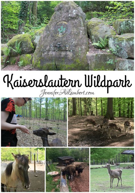 Kaiserslautern Wildpark is a fun FREE trip! Teaching Motivation, Kaiserslautern Germany, Southern Germany, Homeschool Freebies, Homeschool Board, Homeschool Inspiration, Homeschool Encouragement, Dream Vacations Destinations, Homeschooling Ideas