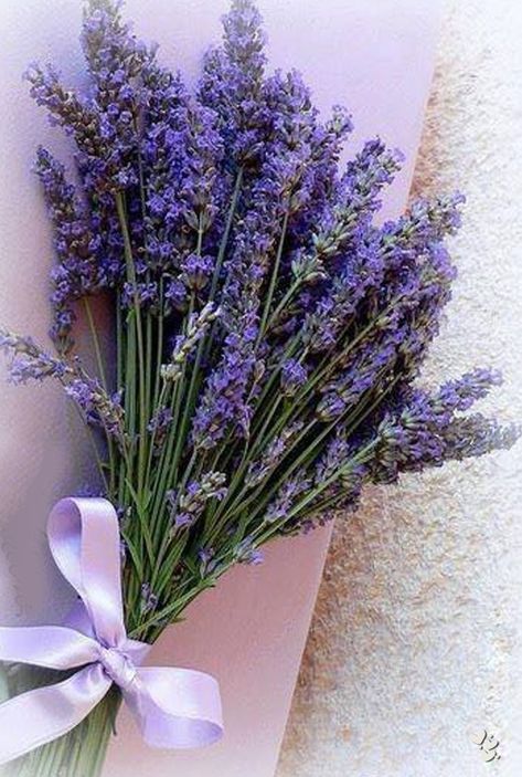 Lavender Flower Aesthetic, Purple Flower Bouquet, Modern Vampires, Lavender Decor, Light Purple Flowers, Lavender Bouquet, Lavender Aesthetic, Purple Bouquet, Nothing But Flowers