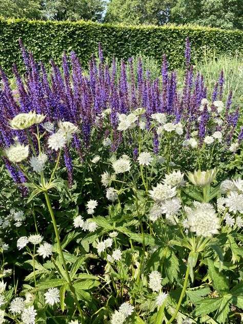 Astrantia major moira read /salvia nemorosa jan spruyt Salvia Nemorosa, Mahone Bay, Astrantia Major, Front Garden, Garden Ideas