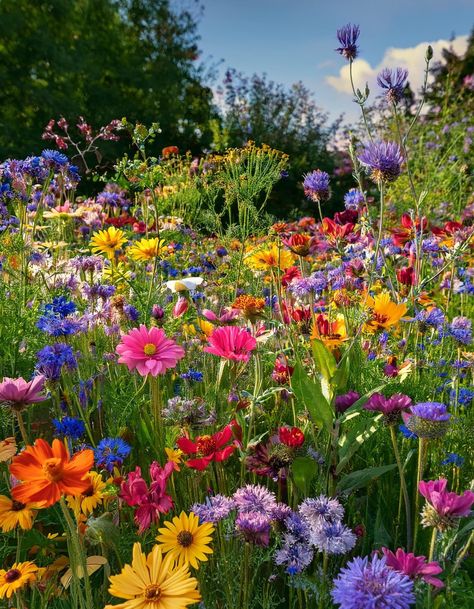 Wild Flower Lawn, Wildflower Landscaping, Nc Wildflowers, Wild Flower Border, Wildflowers Aesthetic, Wild Flower Garden, Random Flowers, California Wildflowers, Wildflowers Photography