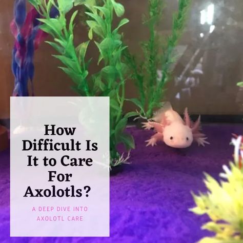 How Difficult Is It to Care for Axolotls? - PetHelpful - By fellow animal lovers and experts Axolotl Care, Aquarium Chiller, Axolotl Tank, Classroom Pets, Aquarium Stands, Nitrogen Cycle, Aquarium Maintenance, Cute Animal Quotes, Live Aquarium Plants