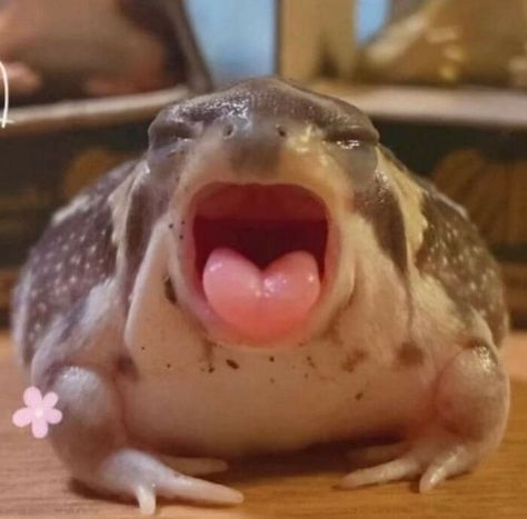 Memes, Animals, Frogs, Animal Images, A Frog, Close Up, Cute Animals