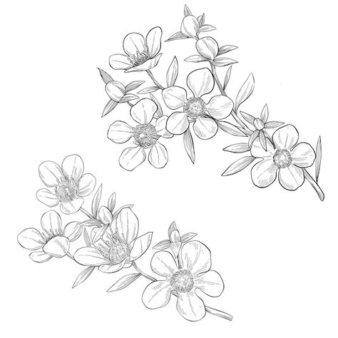 Manuka Flower Drawing, Manuka Flower Tattoo, Manuka Flower, Magnolia Tattoo, Silver Fern, Wall Designs, Sketch Illustration, Vector Drawing, Table Flowers