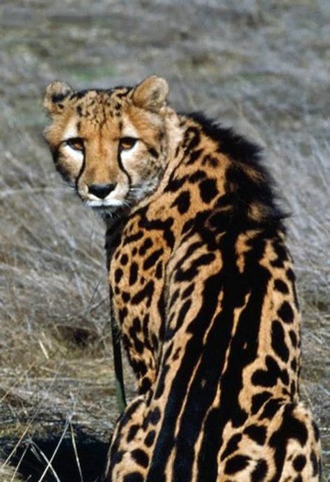 Guépard royal King Cheetah, Small Wild Cats, Cat Species, Wild Animals Pictures, Rare Animals, Pretty Animals, Cheetahs, African Animals, Wildlife Animals